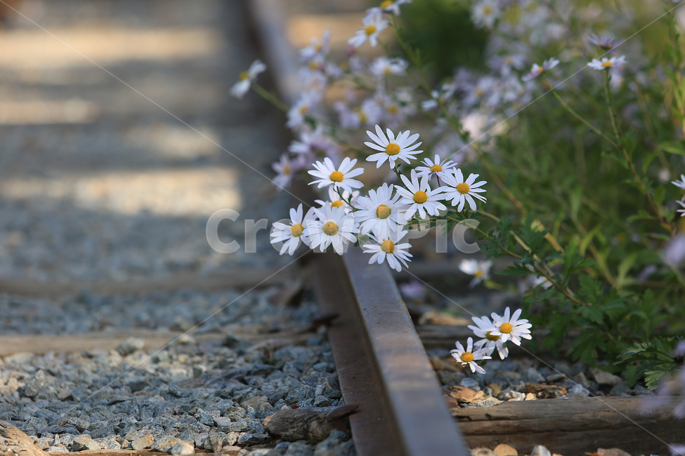 꽃,길,철길,꽃길,flower,road,railroad,기차역,trainstation,구절초,식물,자연,plants,nature,꽃,flower