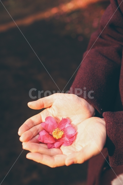 동백,동백꽃,꽃,사람,손,겨울,감성,식물,자연,plants,nature,꽃,flower,사람,인물,인간,human,person,연출,컨셉,콘셉,direction,concept