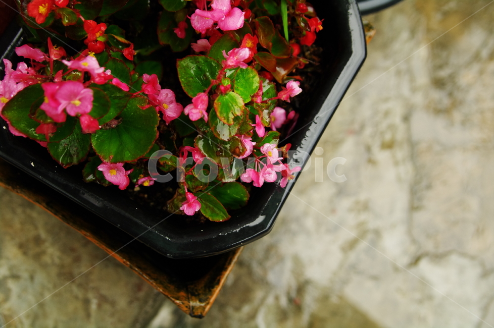 화분,화단,비오는날,꽃,flower,식물,plant