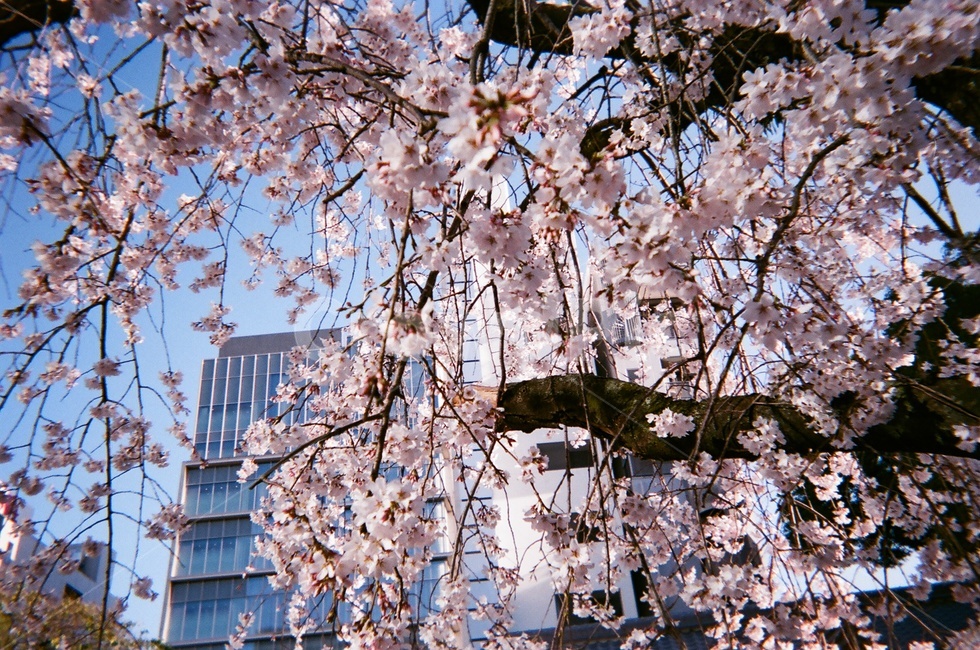 일본,벚꽃,cherryblossom,flower,blossom,꽃,flower