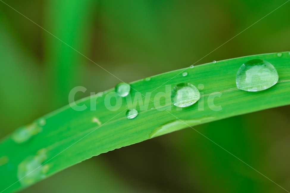	물방울,물,잎,자연,생명,워터,접사,싱그러움,싱싱,깨끗,녹색,그린,green,감성,감성샷,감성사진,식물,자연,plants,nature