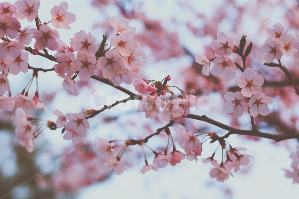 벚꽃,봄,자연,꽃,벚꽃놀이,감성사진,배경화면,로맨틱,봄,계절,spring,season,식물,자연,plants,nature,꽃,flower,plant,blossom