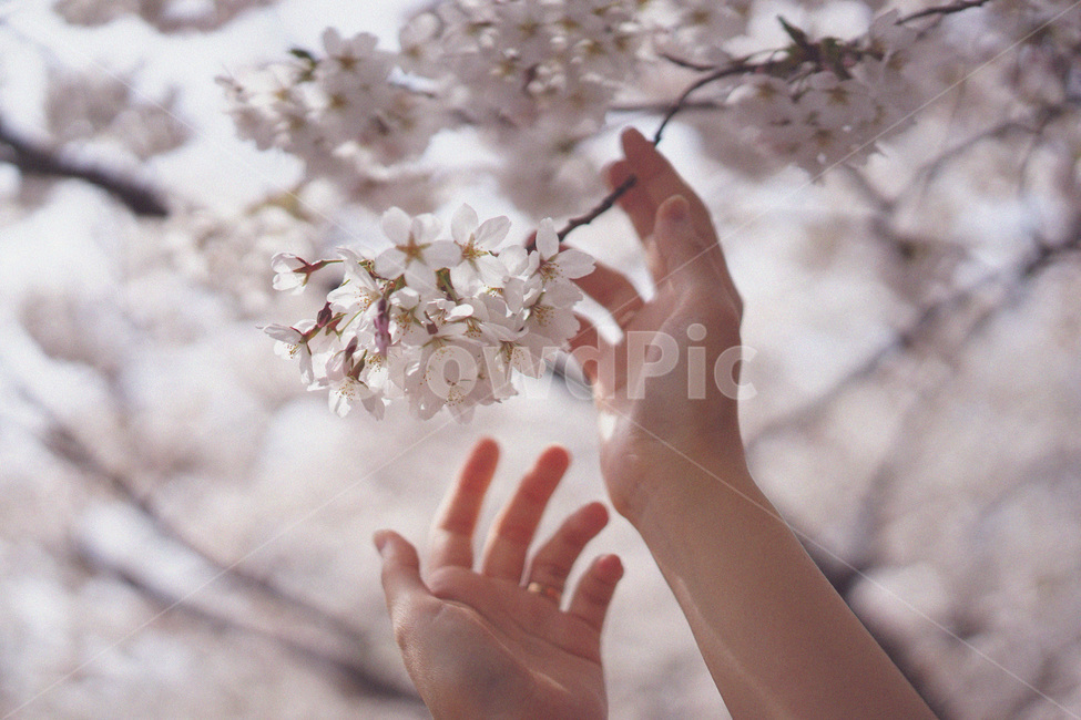 벚꽃,사쿠라,봄꽃,봄,spring,cherryblossom,손,봄,계절,spring,season,식물,자연,plants,nature,꽃,flower,사람,인물,인간,human,person,신체일부,몸,body,감성,sensible,feeling,finger,손가락