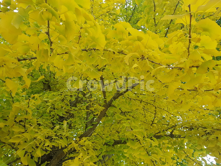 노랑,초록,가지,나뭇잎,나무,가을,계절,fall,autumn,season,leaf,잎,plant,식물,tree