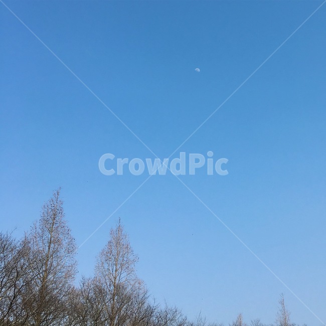 하늘,달,나무,풍경,자연,자연,풍경,nature,landscape,tree,plant,식물,outdoors,옥외,fir,전나무