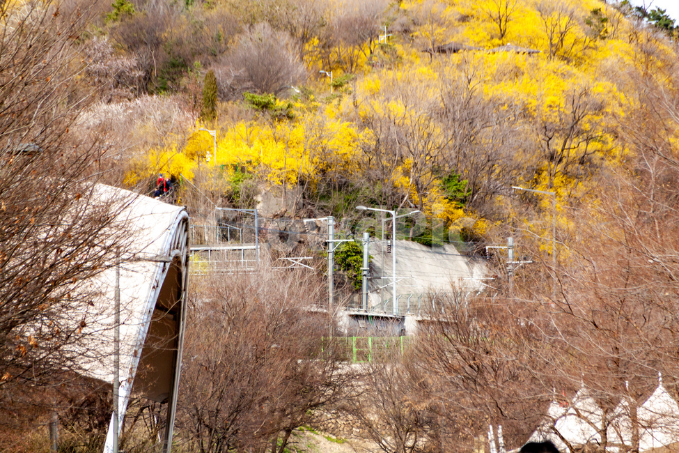 nature,outdoors,옥외,자연,개나리,경의중앙선