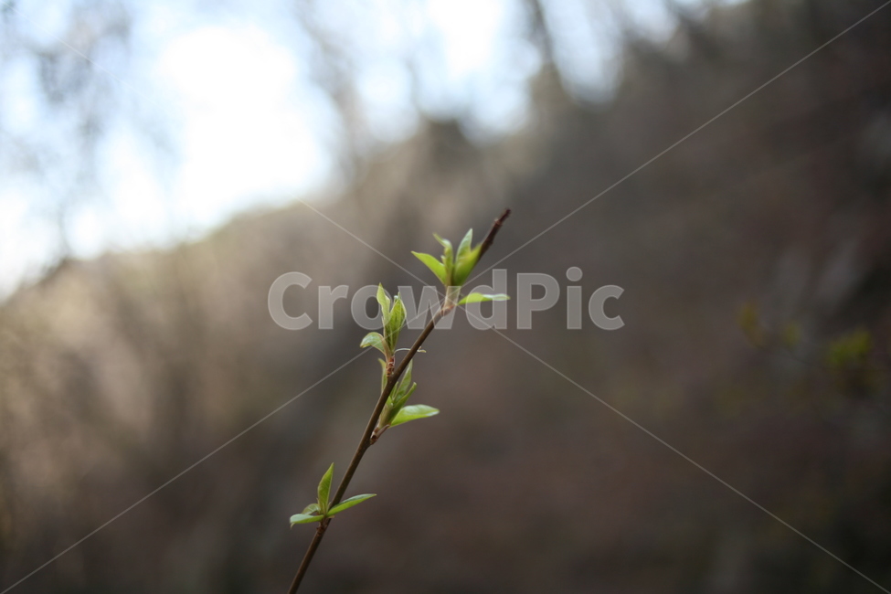 새싹,봄,산,북한산,식물,plant,싹