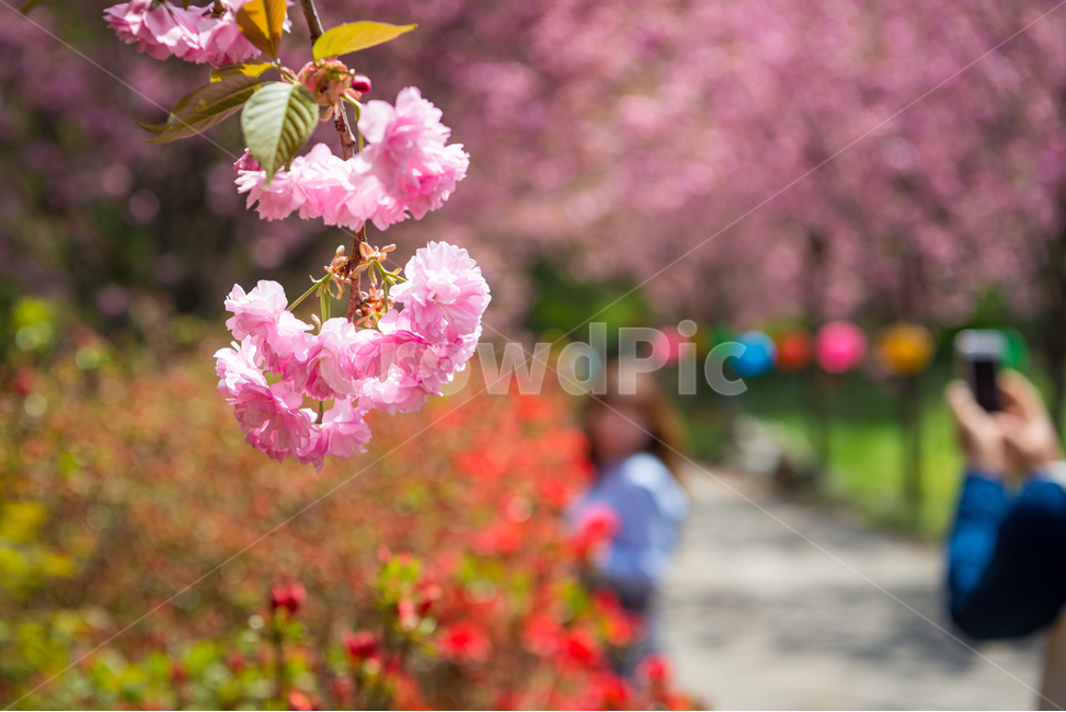 봄,자연,야외,공원,spring,nature,벚꽃,겹벚꽃,핑크,분홍색,pink,꽃,계절,식물,풍경,빛,season,plants,flower,감성,sensible,feeling