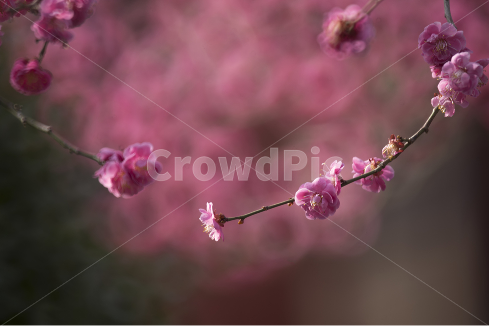 매화,홍매화,봄꽃,감성꽃사진,느낌있는사진,봄,계절,spring,season,식물,자연,plants,nature,꽃,flower,감성,sensible,feeling,plant,blossom
