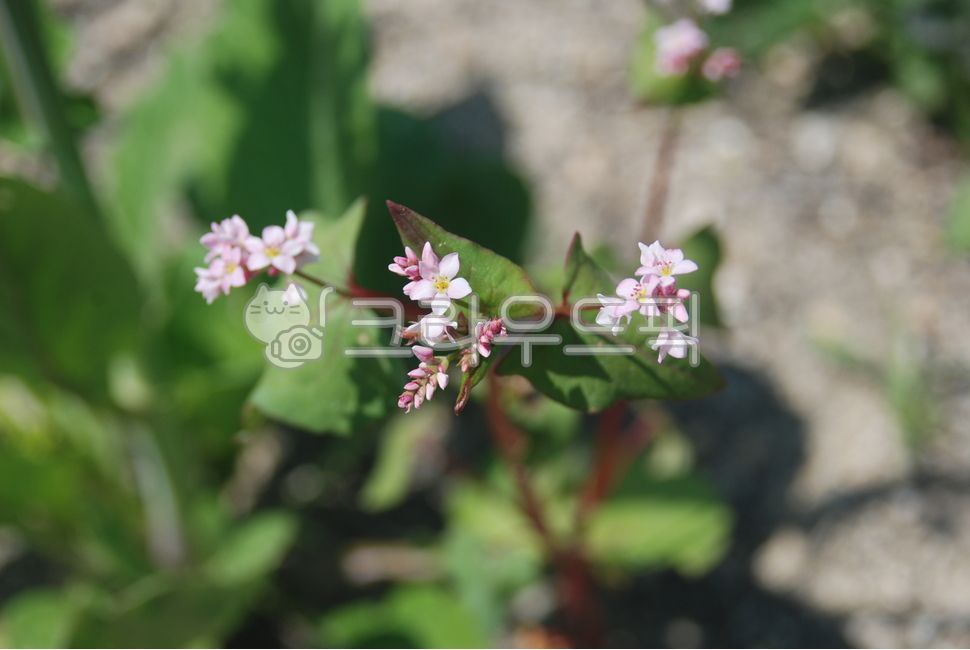 메밀,밀원식물,메밀꽃,봉평,메밀밭