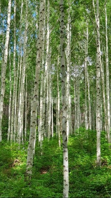 자작나무,계절,여름,birch,forest
