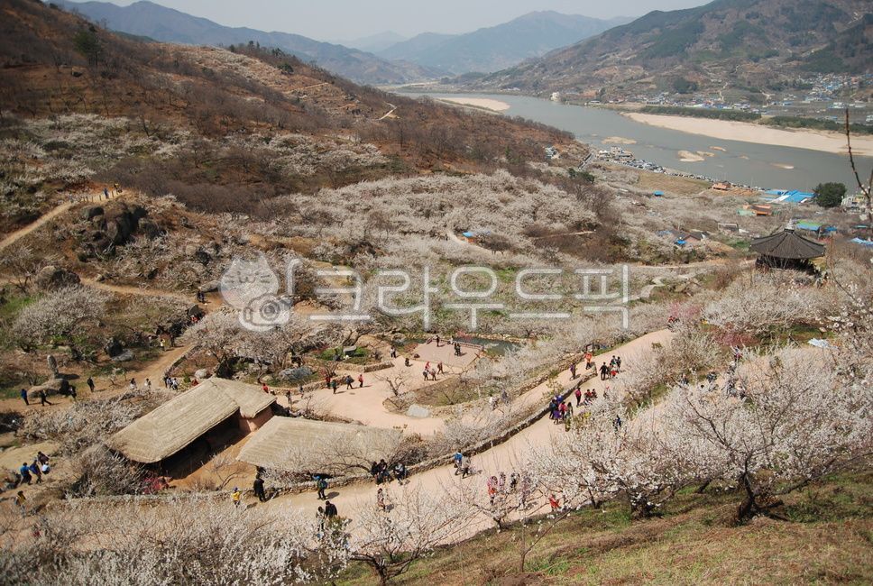 매화마을,매화,매화꽃,섬진강,하동,풍경