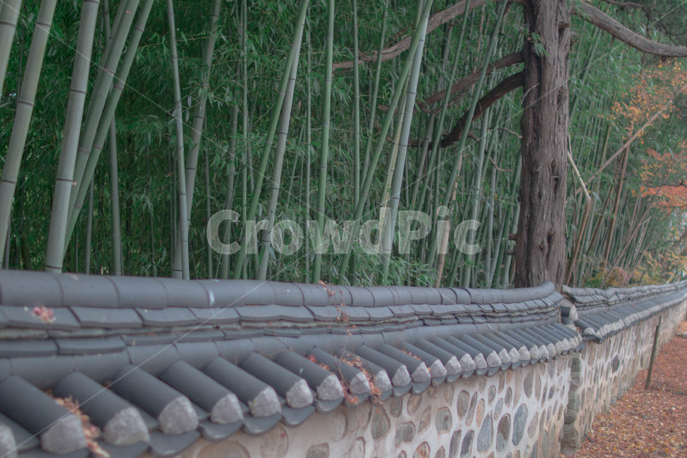 대나무,담벼락,가을,감성,풍경,자연,풍경,nature,landscape,한국자연풍경,한국자연경관,korea nature landscape