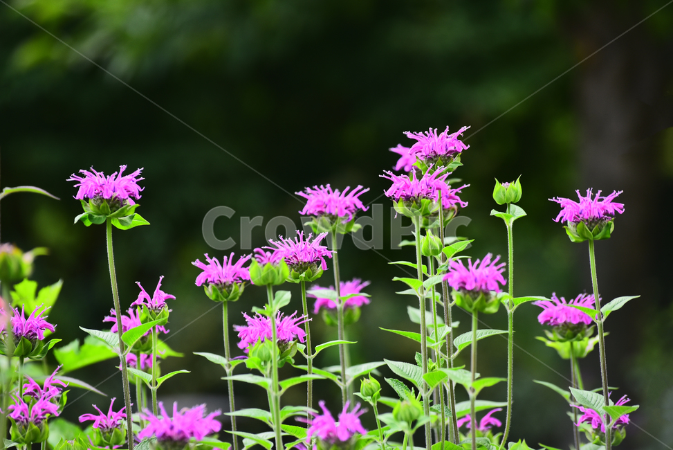 꽃,6월,분홍색꽃,배경,바탕,백그라운드,계절,시즌,신록,식물,화초,flowers,green,season
