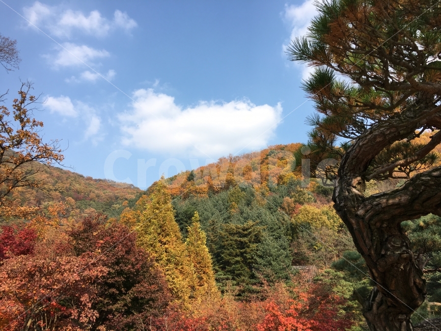 가을,단풍,자연,풍경,fall,autumn,nature,color,여행,감성,season,가을,계절,fall,autumn,season,자연,풍경,nature,landscape,한국자연풍경,한국자연경관,korea nature landscape,tree,나무,plant,식물
