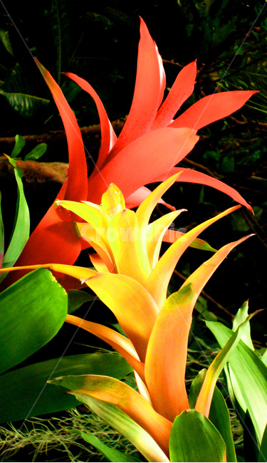 브로멜리아속,bromelia,꽃,flower,식물,plant,색상,color,빨간색,red,식물,자연,plants,nature,꽃,flower