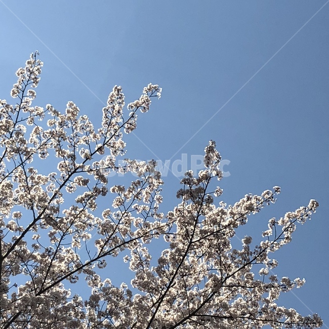 plant,식물,flower,꽃,blossom,벚꽃,cherryblossom,하늘