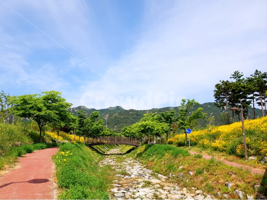 금계국,노랑,풍경,봄,꽃,나무,자연,풍경,nature,landscape,식물,plants,꽃,flower,나무,trees,wood,gravel,자갈,dirt road,흙길,road,도로,summer,여름,outdoors,옥외
