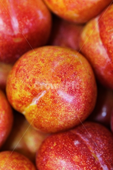 자두,빨강,수확,싱싱한,과일,음식,식재료,요리,먹거리,가을,추수,과일,열매,fruit