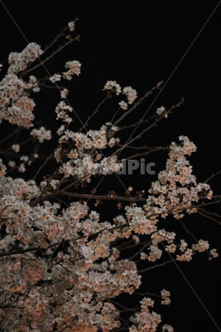 저녁벚꽃,밤하늘배경벚꽃,벚나무,밤벚꽃,봄향기,봄,계절,spring,season,야경,밤,풍경,nightscape,night,landscape,plant,식물,flower,꽃,blossom