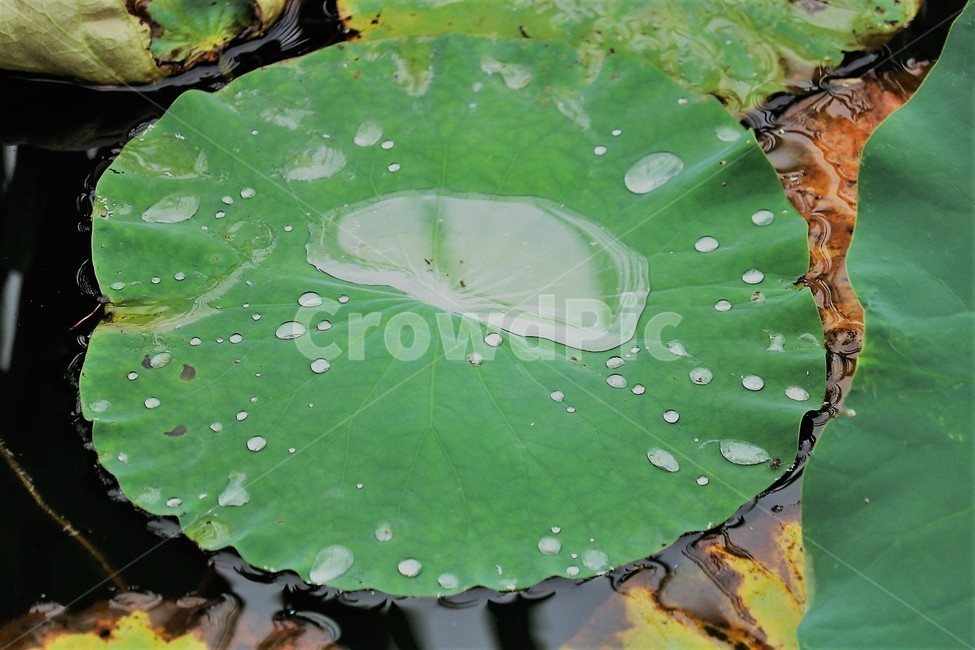 leaf,잎,식물,연잎,물방울,식물,자연,plants,nature