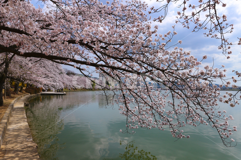 spring,cherry blossoms,flowers,Bomun Complex,Bomun Lake,cherryblossom,lake,Gyeongju,flower