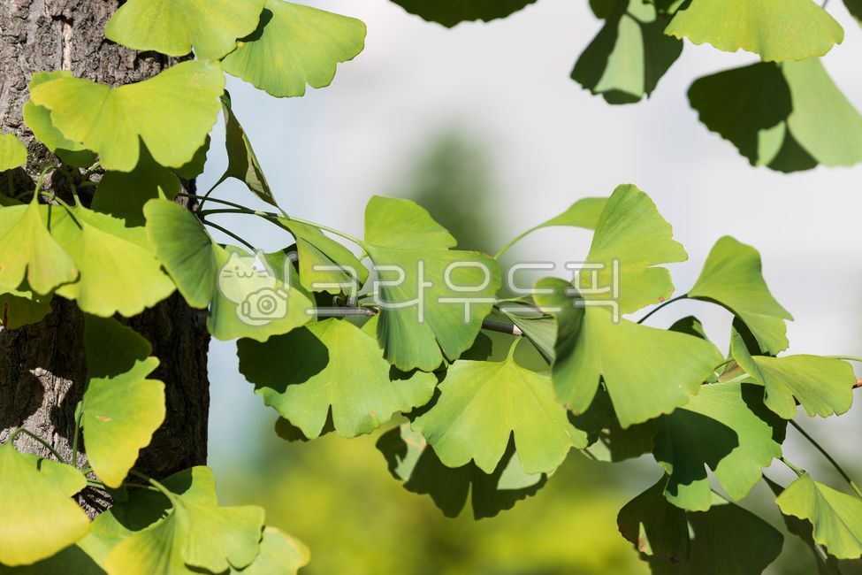Early autumn,green,ginkgo leaves,ginkgo tree,tree trunk,fan-shaped,dioecious veins,leaf,tree,dioecious,gymnosperm,deciduous tree,plant,nature,fall,outdoor,warm,sunlight