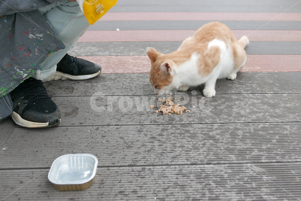 고양이,포유류,동물,cat,pet,animal,먹이,캣맘,동물,animal,포유류,mammal,고양이,cat,kitten,kitty