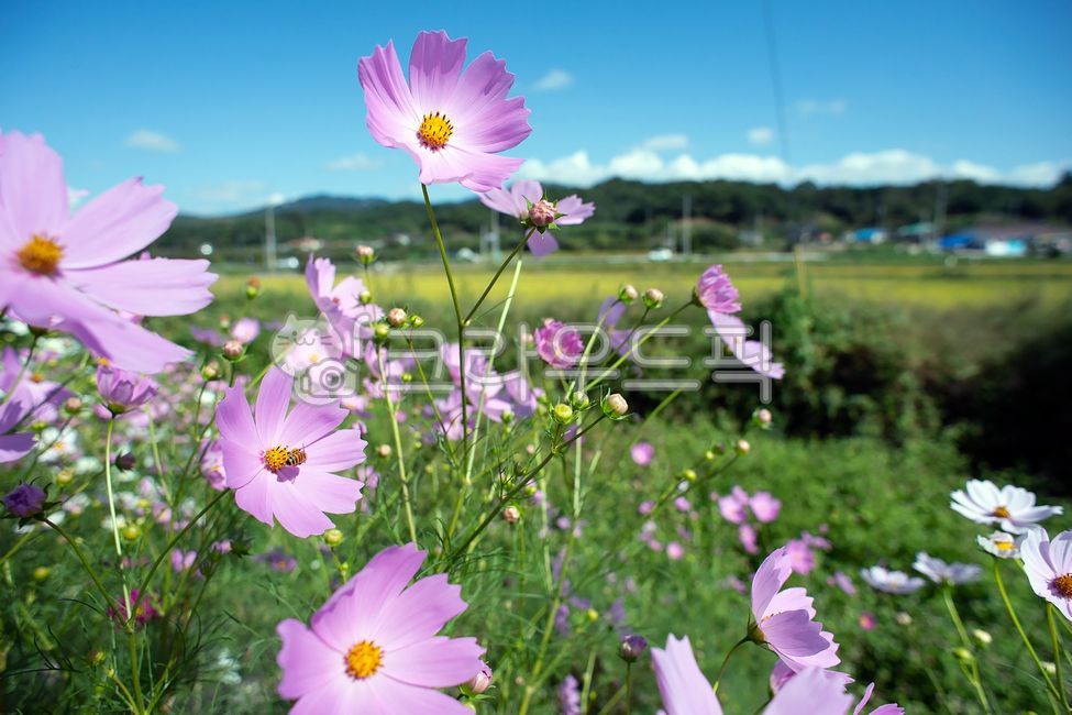 코스코스,가을전령사,가을감성,농촌들녘,파란하늘,하얀구름,일년생식물,초본식물