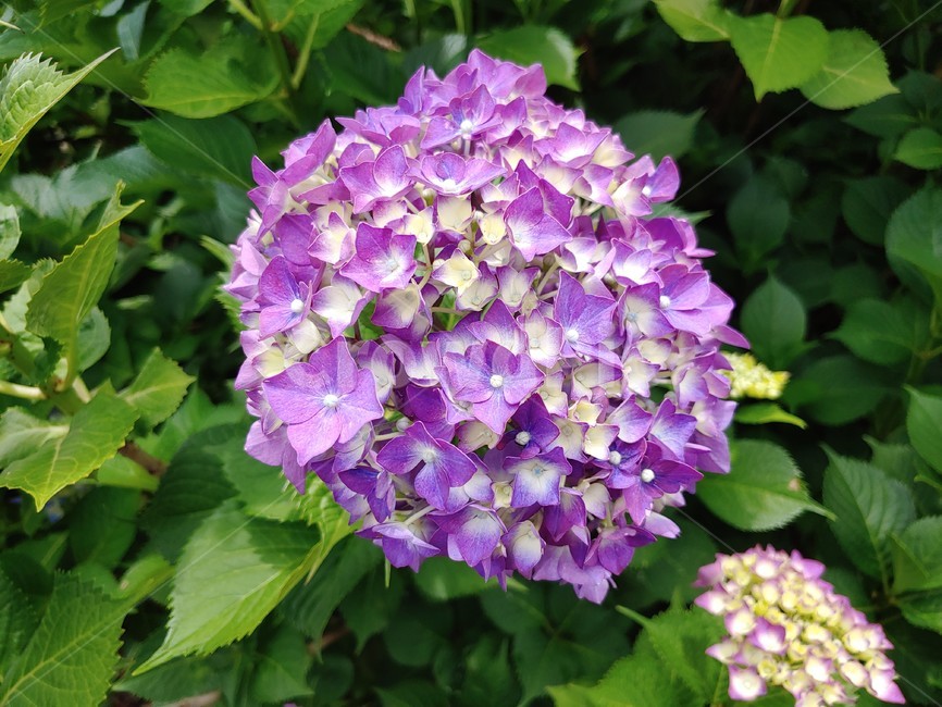 수국,보라,초록,제주,수국꽃,summer,flower,wild,beautiful,pretty,아름다운,예쁜,싱그런,fresh,nature,environment,자연,환경