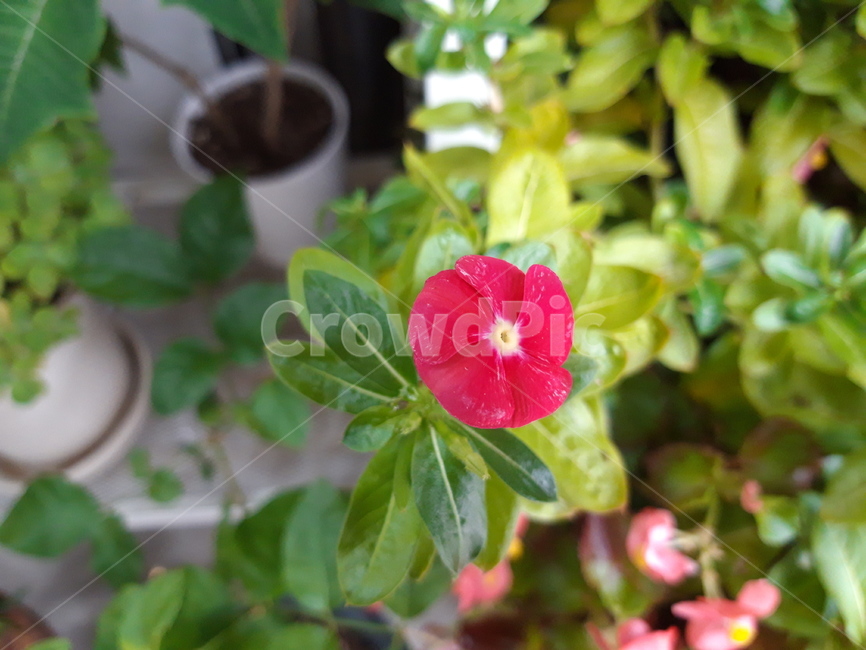 화초,화분,꽃,붉은꽃,붉은색,일일초,하루하나,초록,초록이,식물,자연,flower,plant