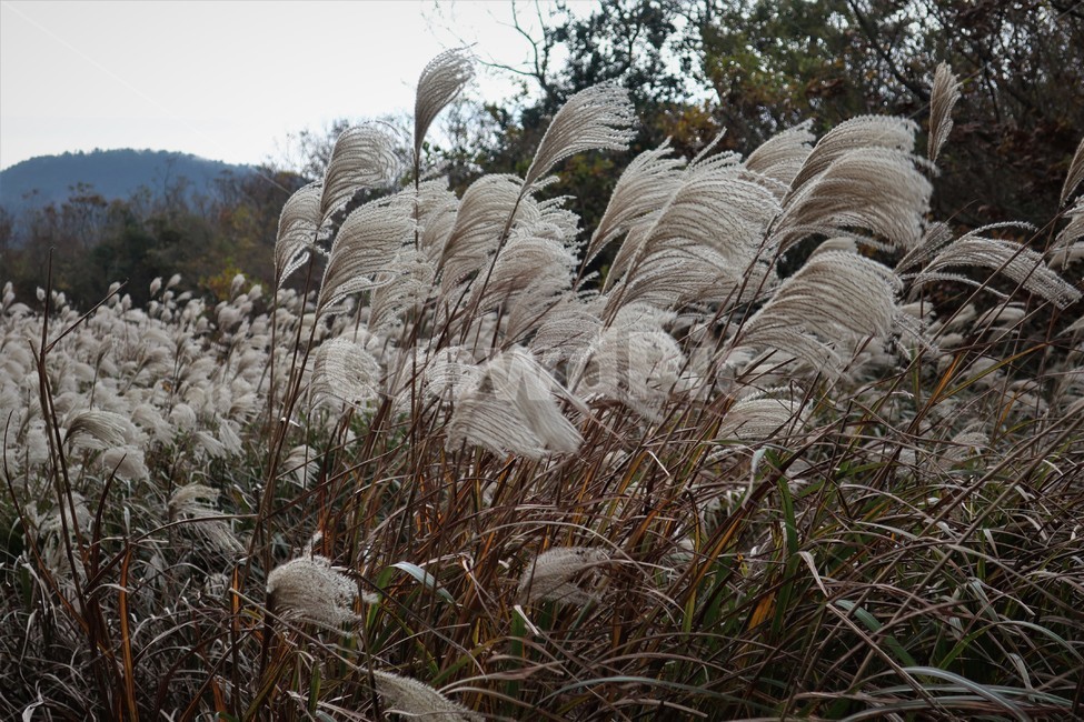 제주,억새,억새풀,군락지,자연,억새밭,풍경,바람,경치,경관,자연,풍경,nature,landscape,식물,plants