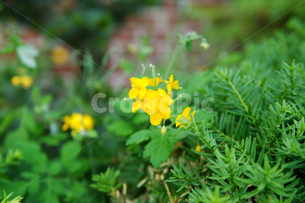 꽃,식물자연,plants,색깔,색상,색채,color,sense,flower,감성,식물,가든