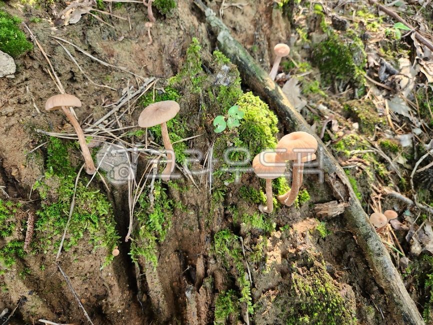 Wheat Flower Baby Mushroom,summer mushrooms,pretty mushrooms,Flower baby mushroom genus,mushroom