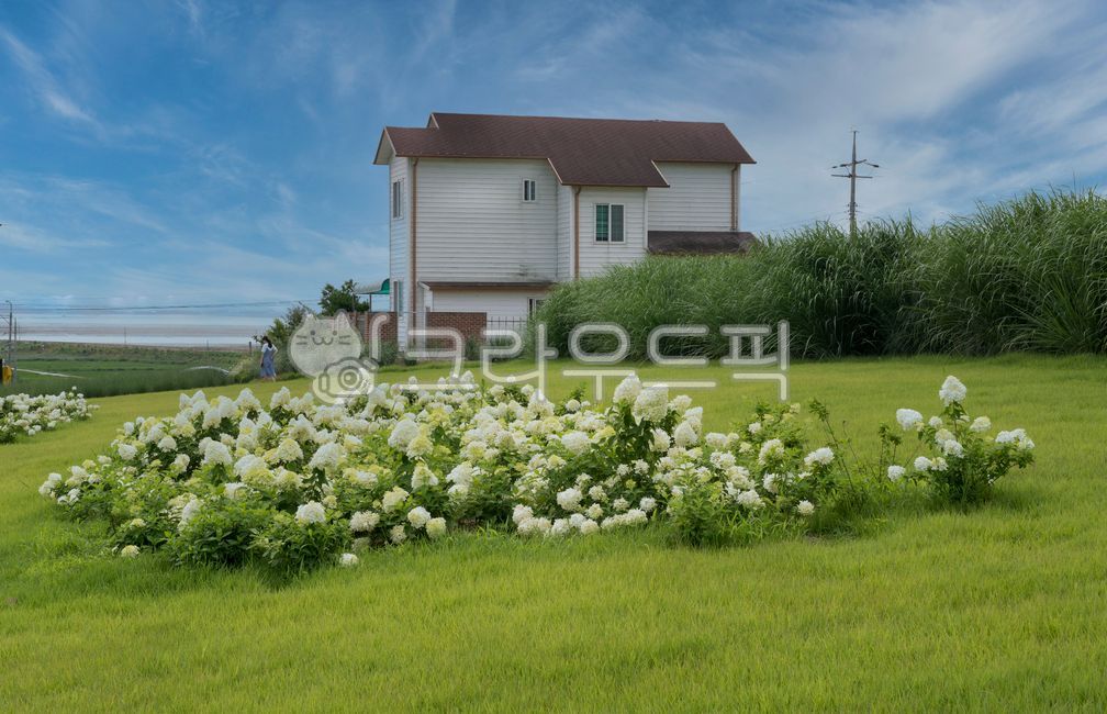 blue sky,white flower,hydrangea flower,rural,flower garden,house,summer,building,flower bud,sight,park,sky,Rural,green,garden tree,nature,countryside,Hydrangea Festival,grassland,flower,panorama,field,outdoors,Anae Beach,plant,white hydrangea,garden,lawn