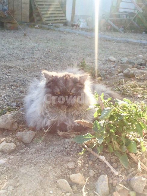 고양이,캣츠,길고양이,노곤노곤,올드듀터로노미,동물,animal,포유류,mammal,고양이,cat,kitten,kitty