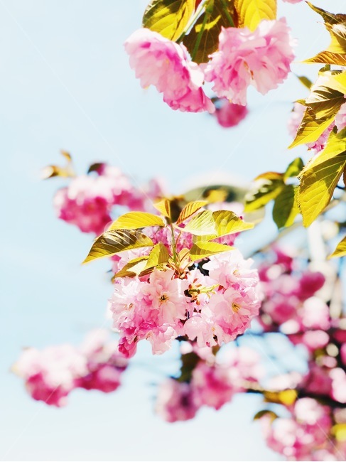 cherryblossoms,plant,식물,blossom,flower,꽃,봄,벚꽃,봄,계절,spring,season