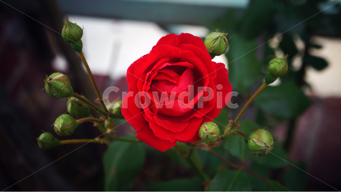 장미,꽃,분위기,빨간장미,따뜻함,flower,redrose,mood,warm,red,color,colorful,rose,식물,자연,plants,nature,꽃,flower