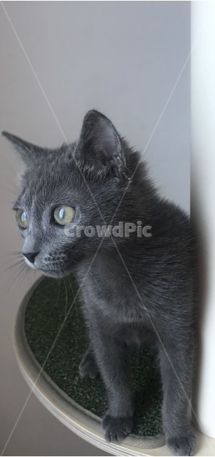 러시안블루,고양이,동물,animal,cat,동물,animal,포유류,mammal,고양이,cat,kitten,kitty