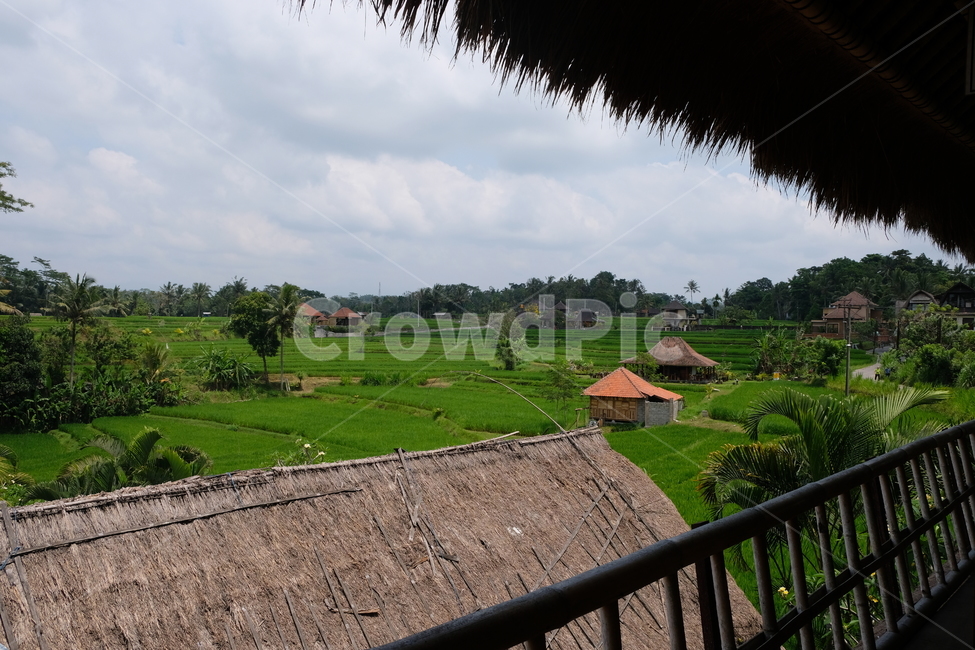 발리,집,자연,outdoors,옥외,nature,countryside,우붓,bali,tree,야자수,야자나무,색감,색체,감성,숲,잔디,들판,시골,시골,마을,풍경,landscape,country,rural,town,해외,외국,세계,foreign,oversea,world