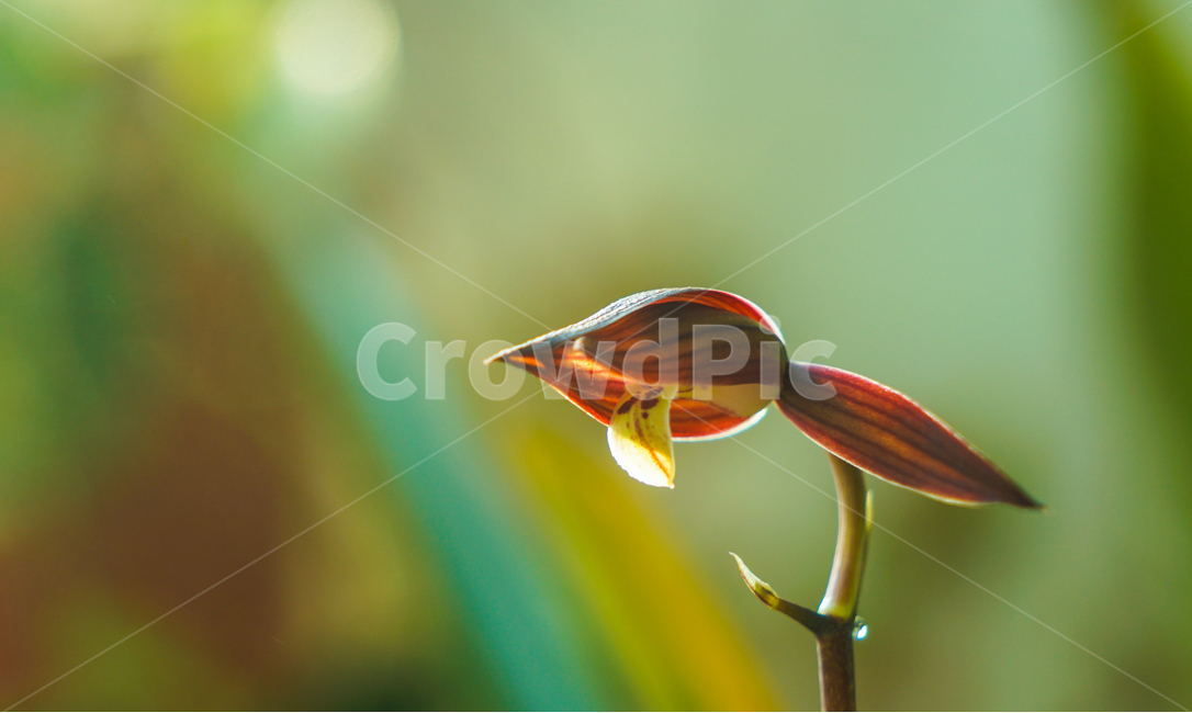 꽃,난,양난,신비디움,식물,화초,자연,감성,식물,자연,plants,nature,꽃,flower