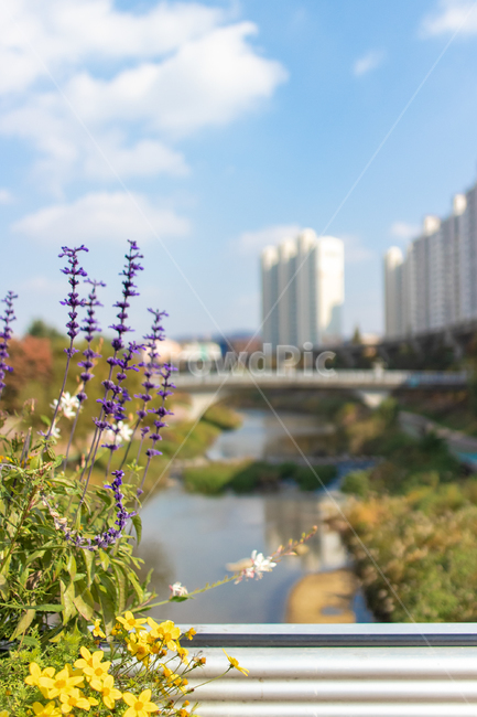 가을,autumn,fall,야외,outdoor,공원,park,자연,nature,맑은날,clear,plant,식물,꽃,flower,flowers,하늘,sky,파란색,파랑,blue,강,river,식물,자연,plants,nature