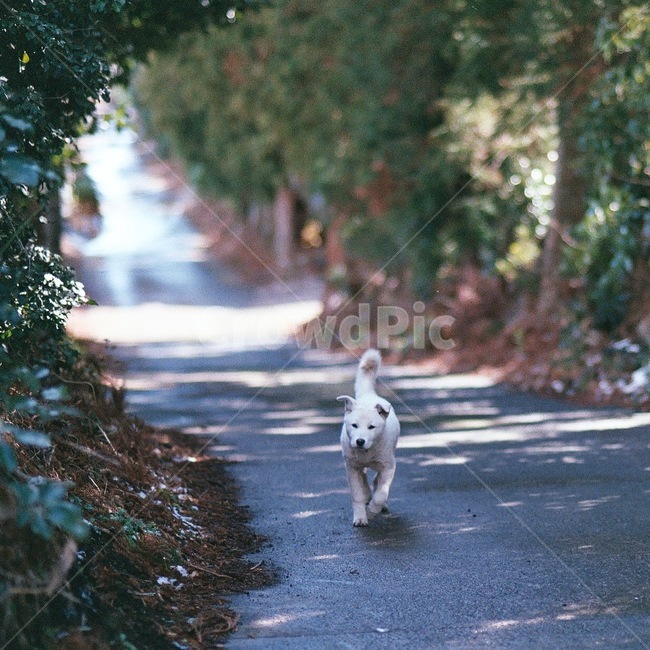 강아지,흰둥이,개,강아지배경,아웃포커싱,한적한길,길,한마리,길가,개배경,동물,animal,포유류,mammal,개,강아지,dog,doggy