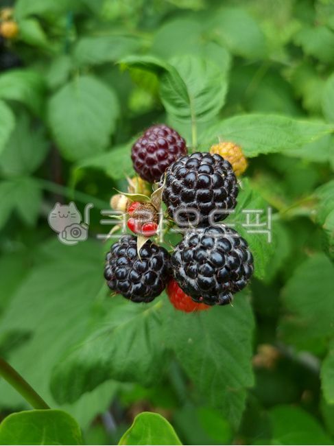 raspberry,Bokbunja Strawberry,Fruit,Specialties,fruit,Bokbunja,strawberry,bokbunja fruit,leaf,food,bokbunja tree,plant