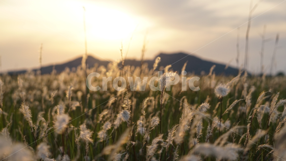 수섬,삘기꽃,노을,수섬삘기꽃,백모화,자연,식물,자연,plants,nature,꽃,flower,감성,sensible,feeling