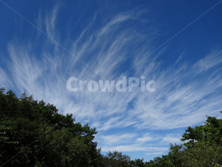 nature,자연,하늘,sky,나무