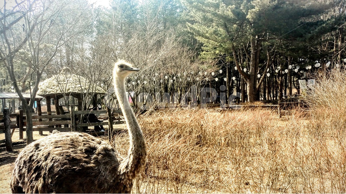 타조,동물,자연,여유,야외,동물,animal,조류,새,birds