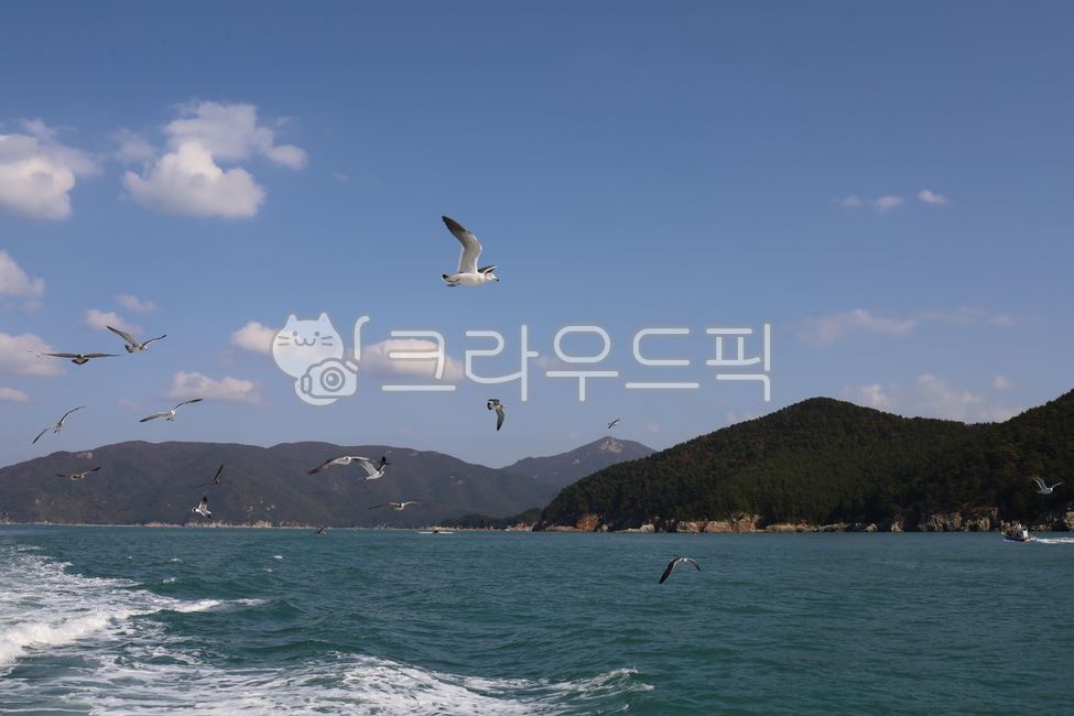 sky,ocean,autumn,Seagull,autumn sea