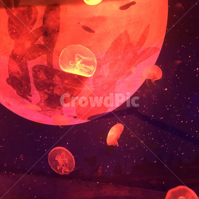 해파리,아쿠아리움,레드,달,red,moon