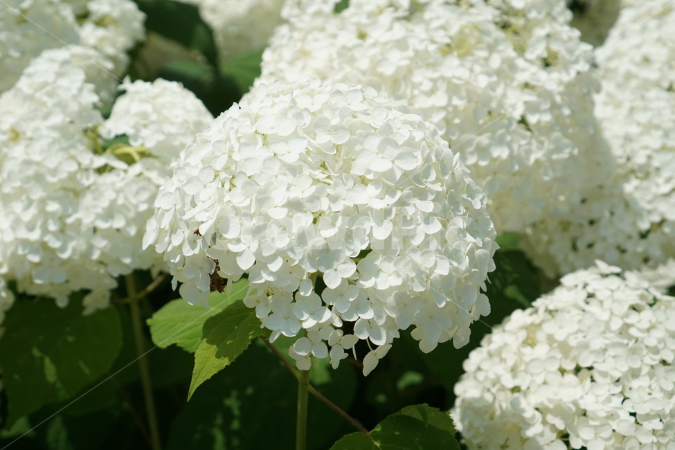 꽃,수국,여름,탐스러운,하얀꽃,식물,자연,plants,nature,꽃,flower